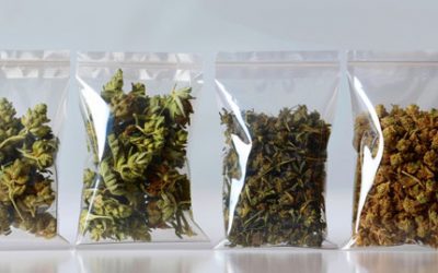 Le CBG (Cannabigérol) : Tout savoir sur ce cannabinoïde prometteur