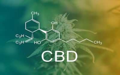 En savoir plus sur le CBD+