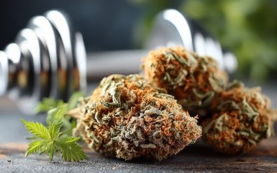 Le CBD dans le sport professionnel : entre performance, récupération et bien-être